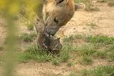 leipzig zoo-01_07_2011_zoo_allgemein_369
